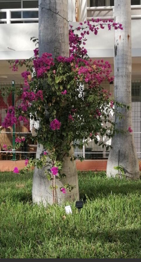 דירות פלאייה דל אינגלז Mama Yumbo מראה חיצוני תמונה